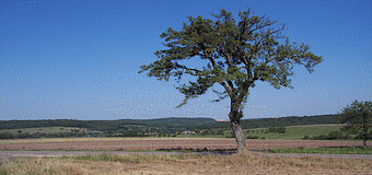 arbre symbolisant la vie